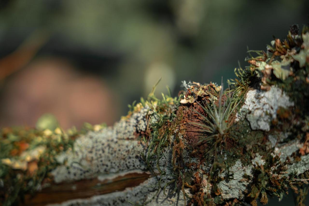 La Pianta - Uma Experiencia Na Villa De Monte Verde Monte Verde  Exteriér fotografie
