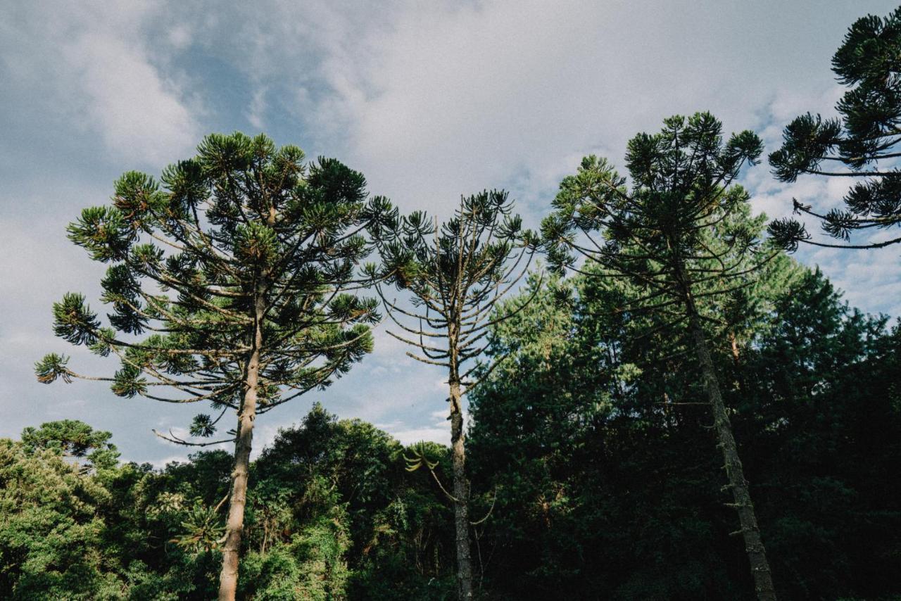 La Pianta - Uma Experiencia Na Villa De Monte Verde Monte Verde  Exteriér fotografie